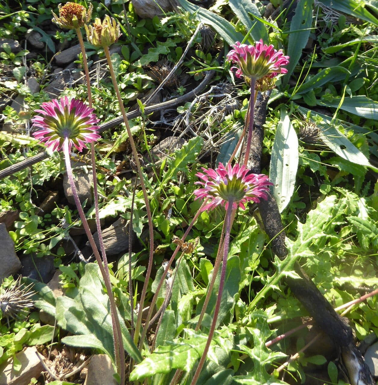 Margherita selvatica 8