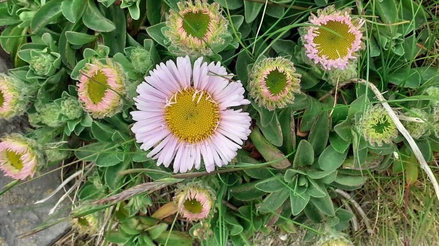 Fleabane glaucus 20