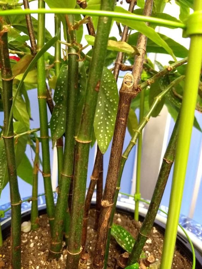Begonia 21