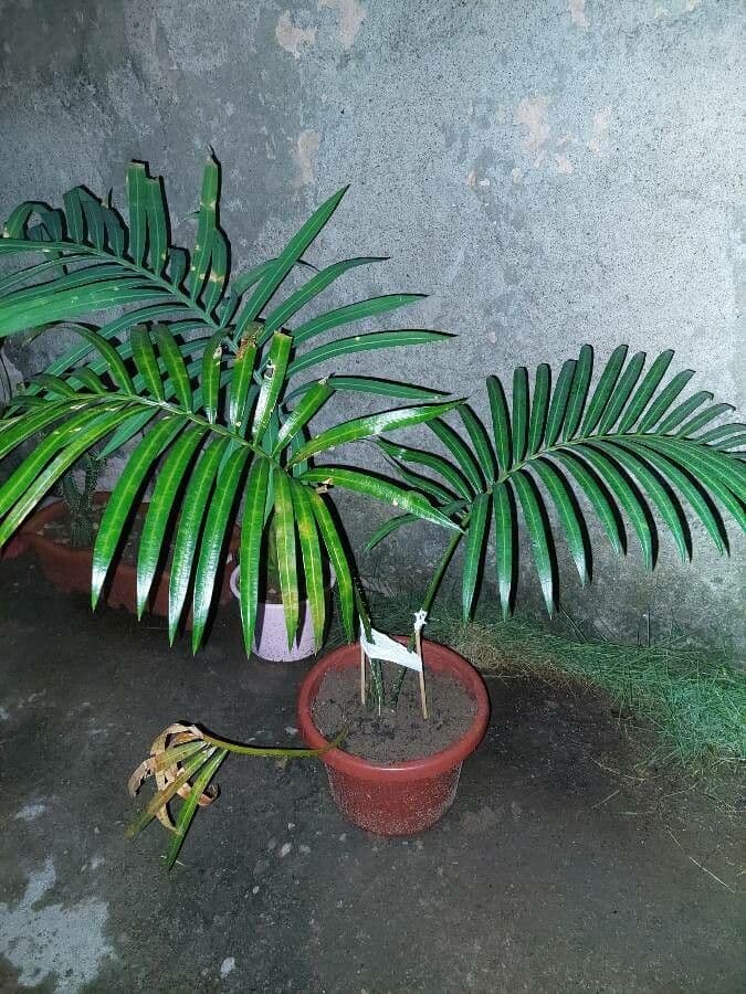 Madagaskar-Cycás 4