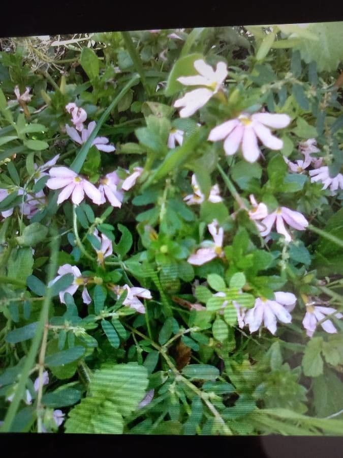 Lobelia cinese 4