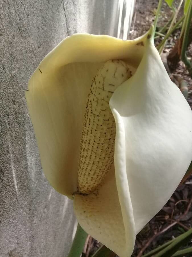 Monstera adansonii 10