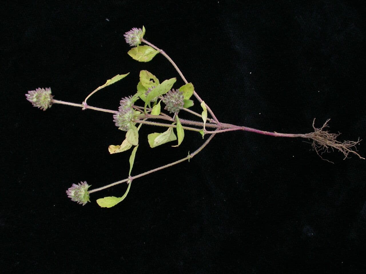 Platostoma 2