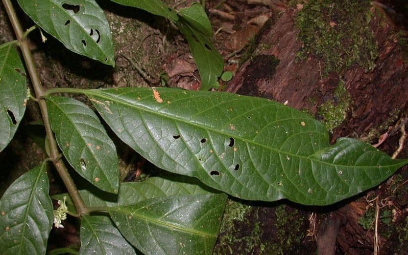 Solanum 10