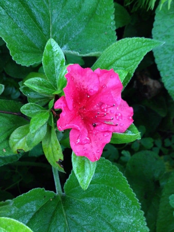 Rhododendron 9