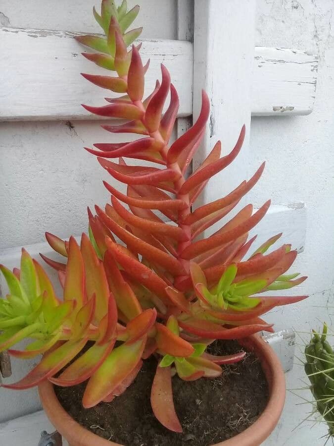 Crassula 16