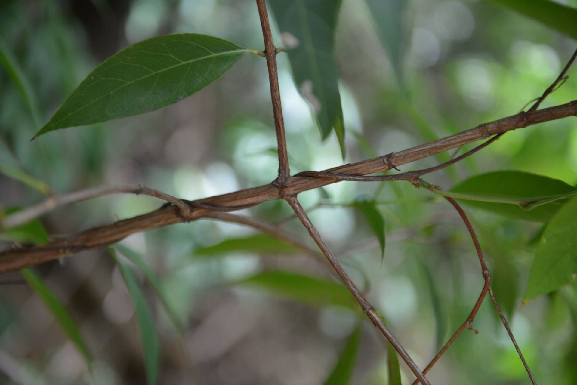Alibertia edule 18