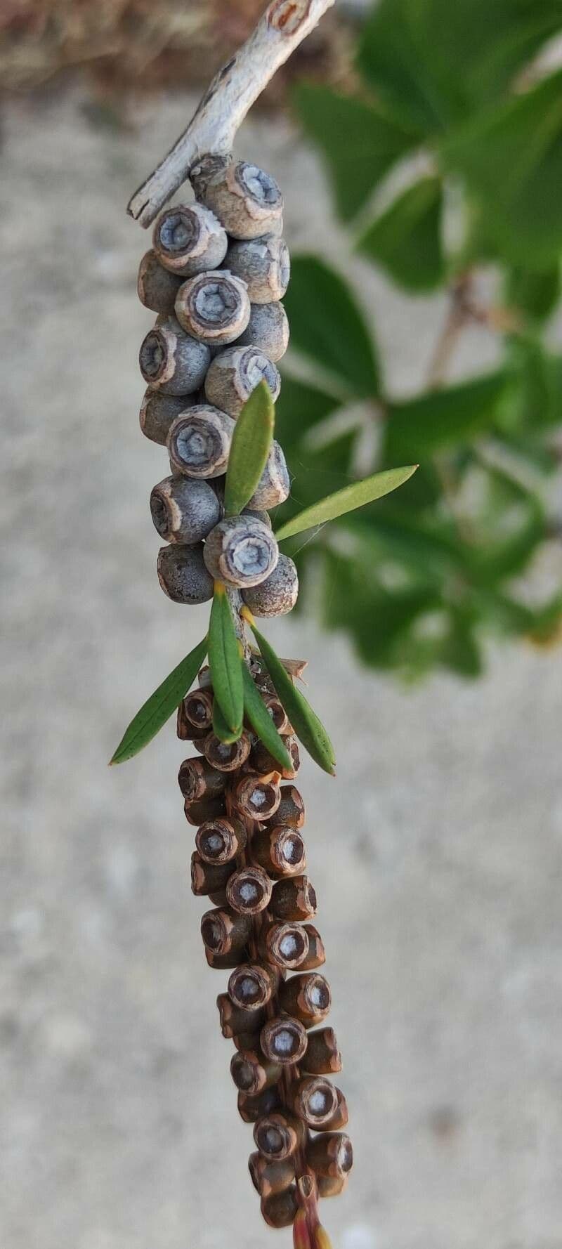 Fünfnerviger Teebaum 5