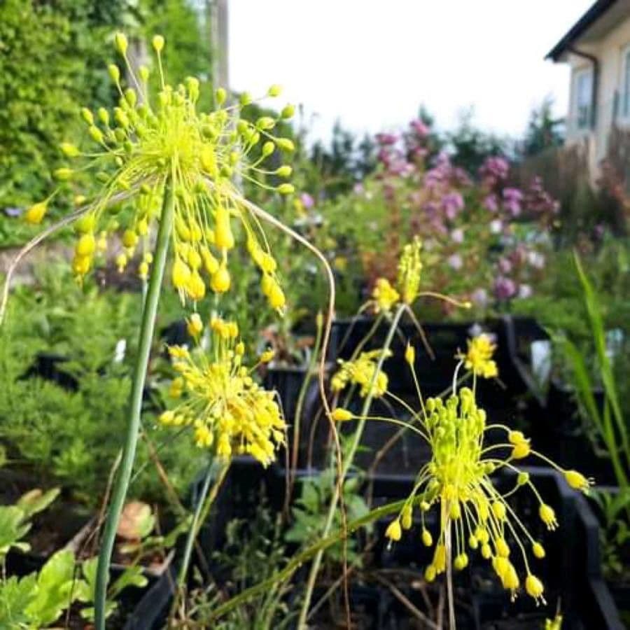 Ail jaune 3