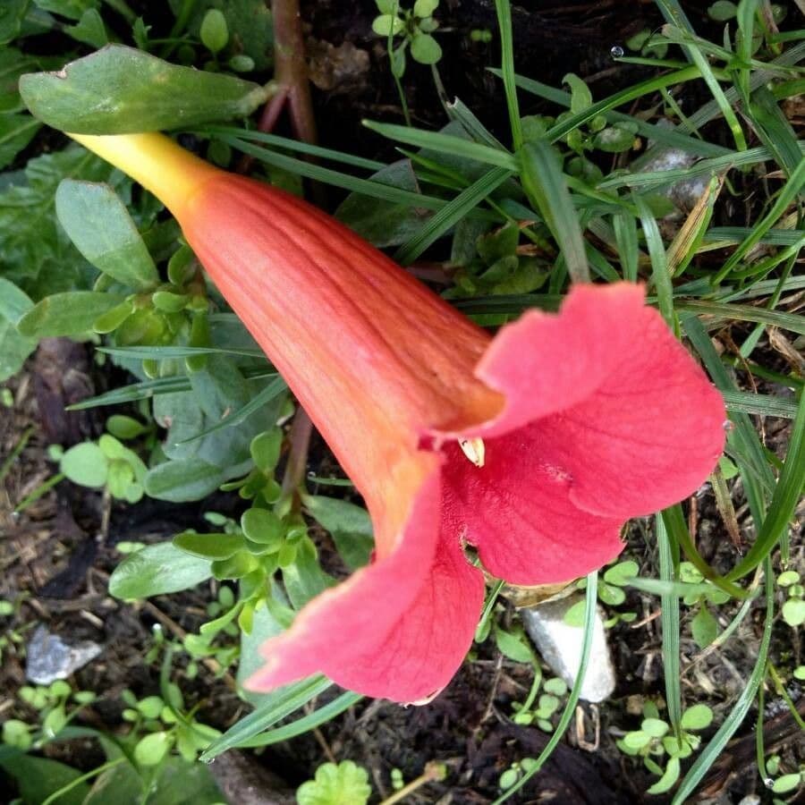 Bignonia cinese 7