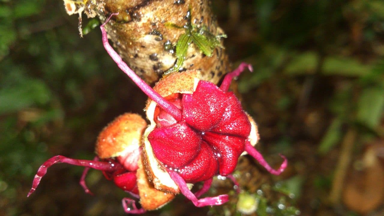 Herrania 8