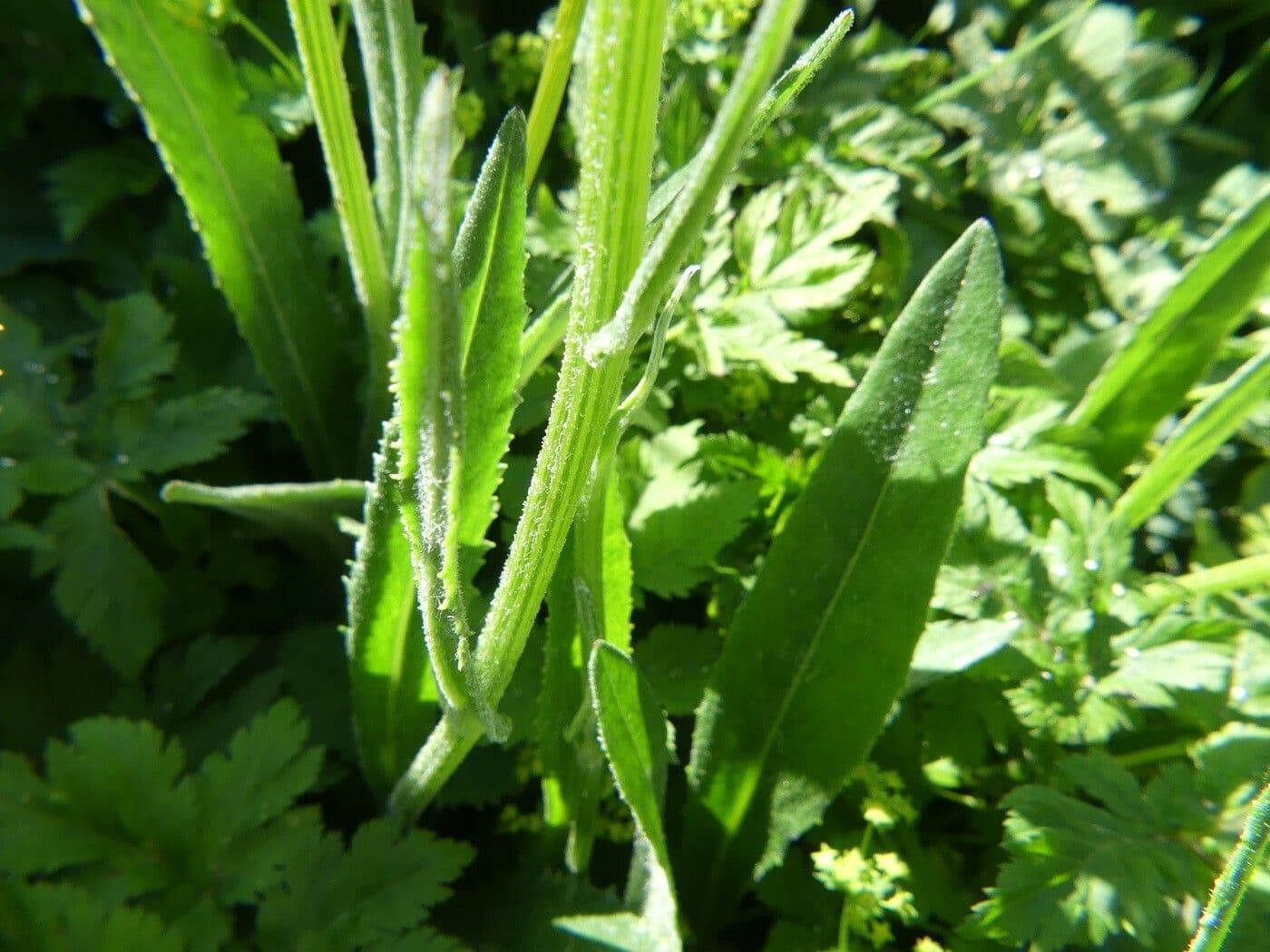 Gemsen-Greiskraut 17