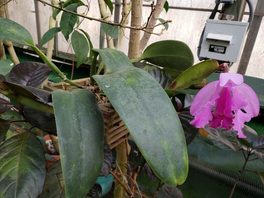 Orchidea di Natale 6
