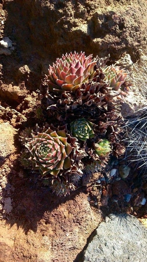 Semprevivo maggiore 13