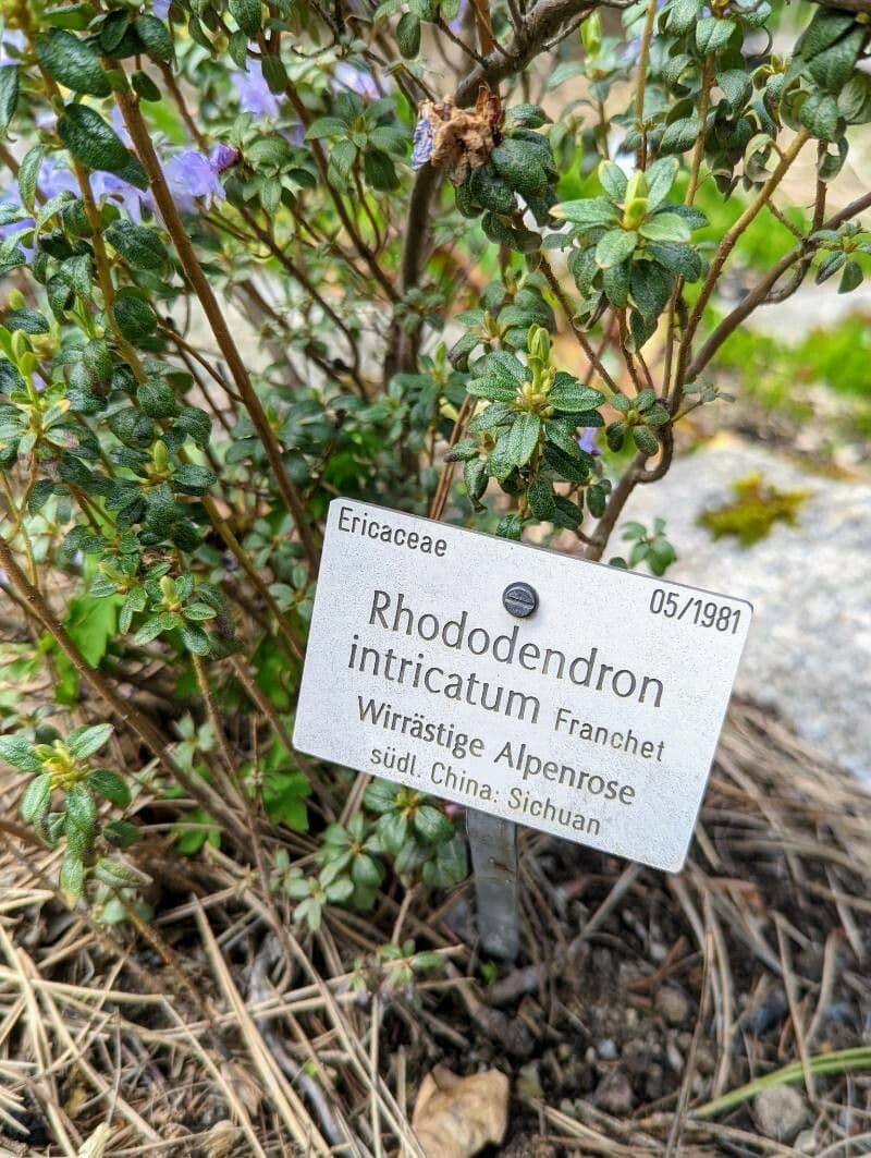 Rododendro 14