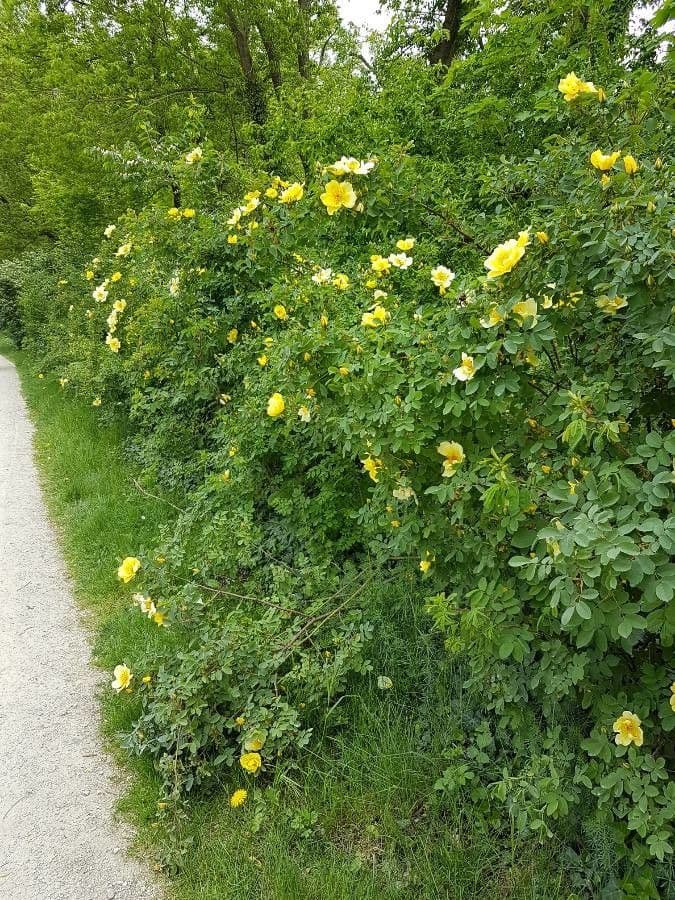 Rosa gialla 9