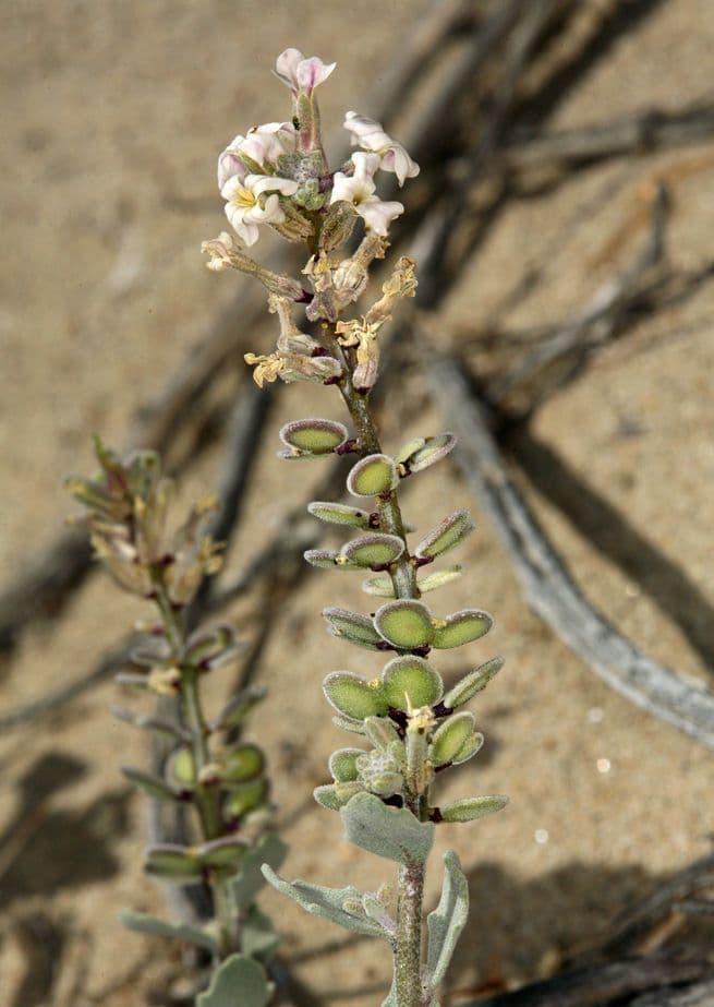 Dithyrea californica 4