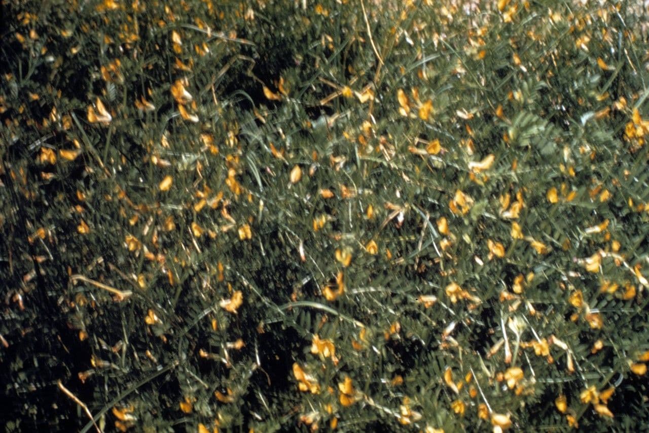 Vesce à grandes fleurs 9