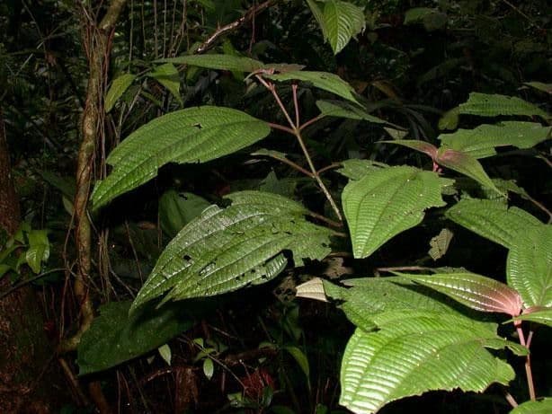 Miconia 13