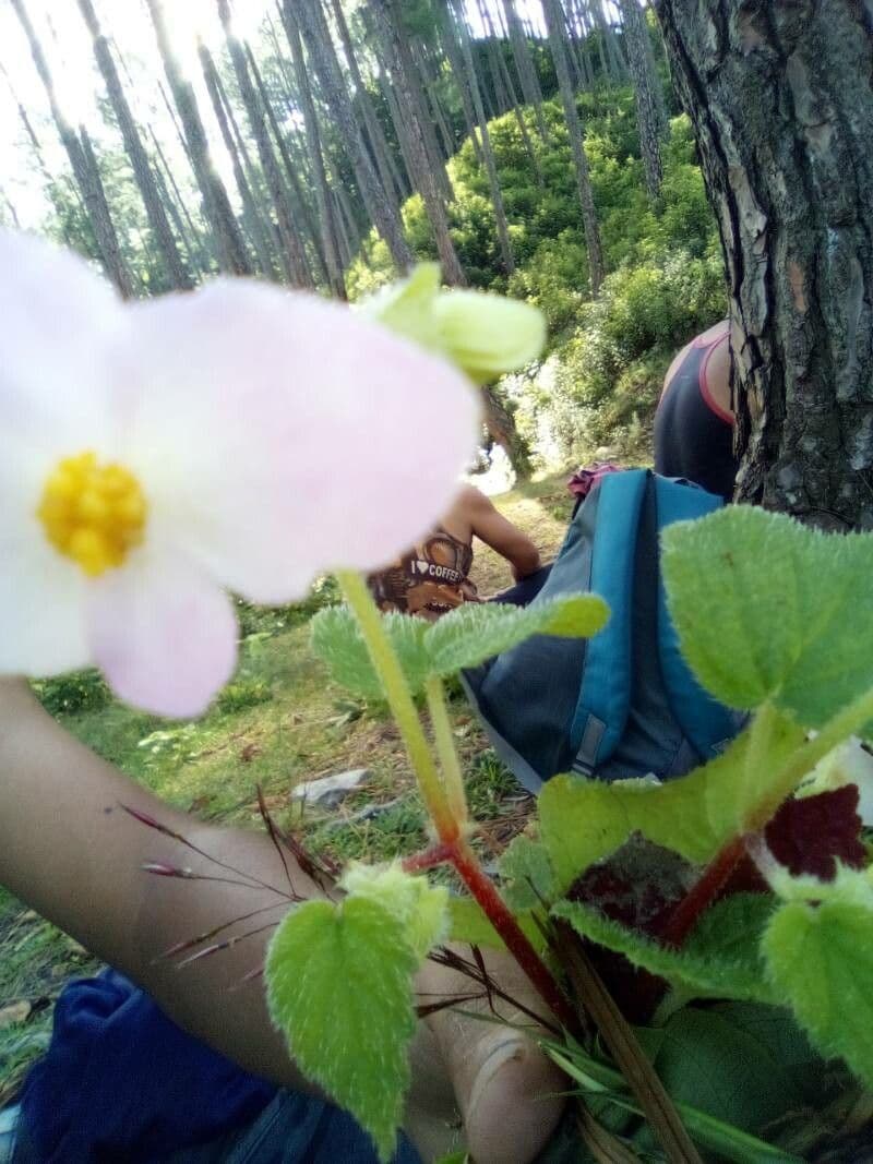 Begonia dipinta 10