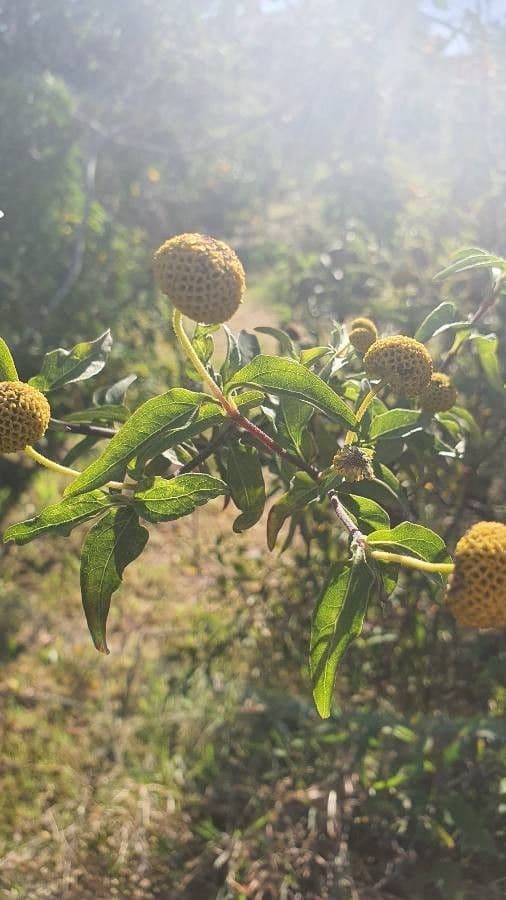Podanthus