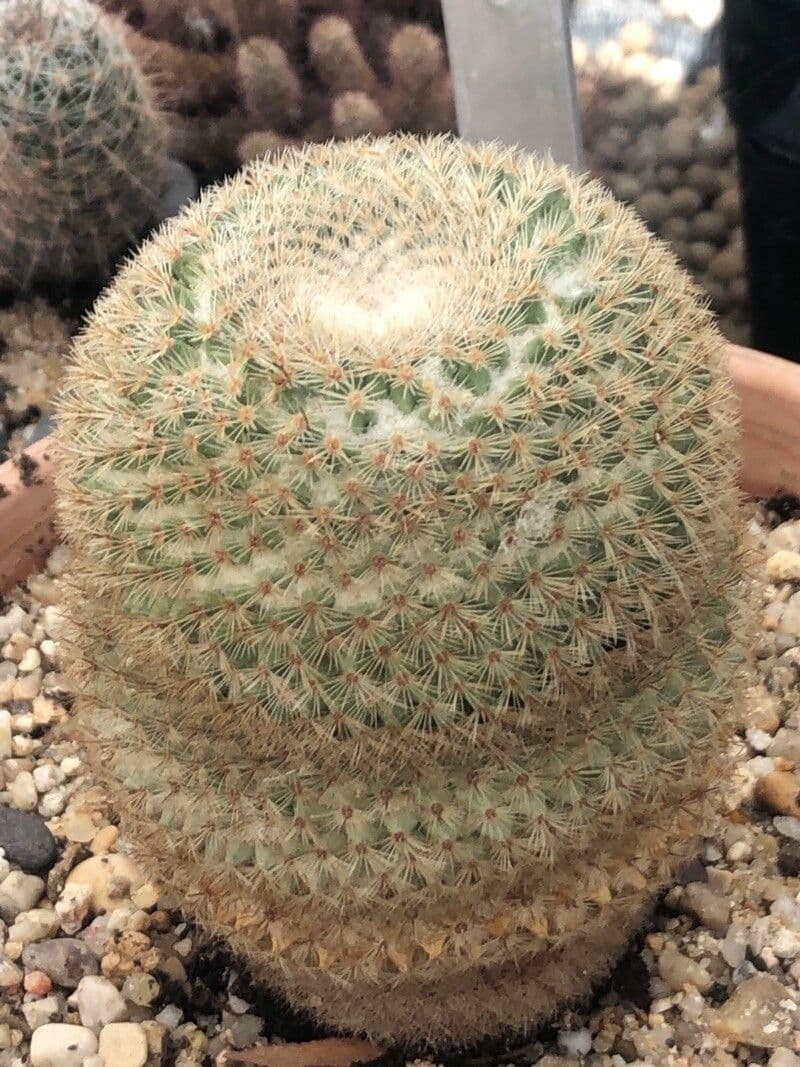 Mammillaria 5