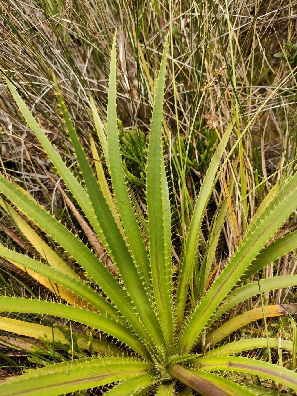 Panicaut de Humboldt 11