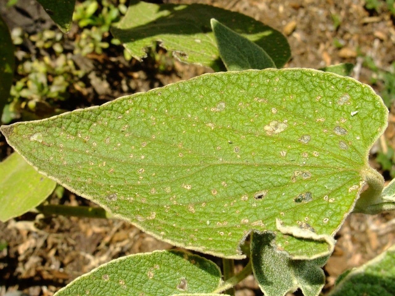 Sideritis 15