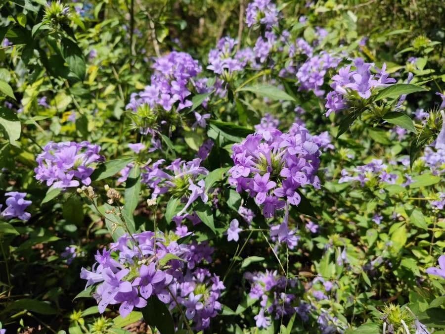 Bürstenblume 12