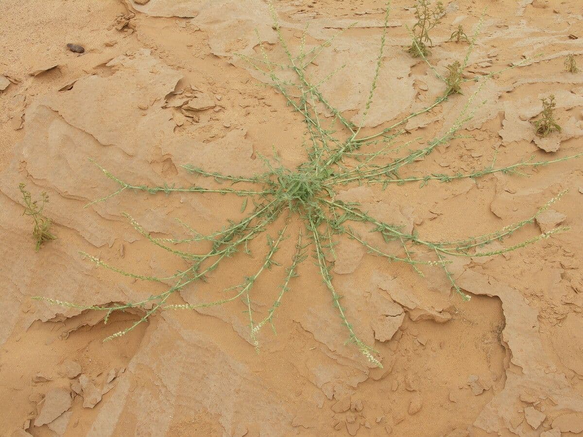 Caylusea hexagyna 9