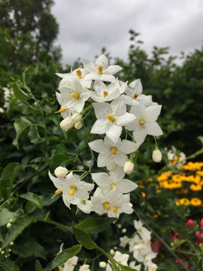 Solanum laxum 6