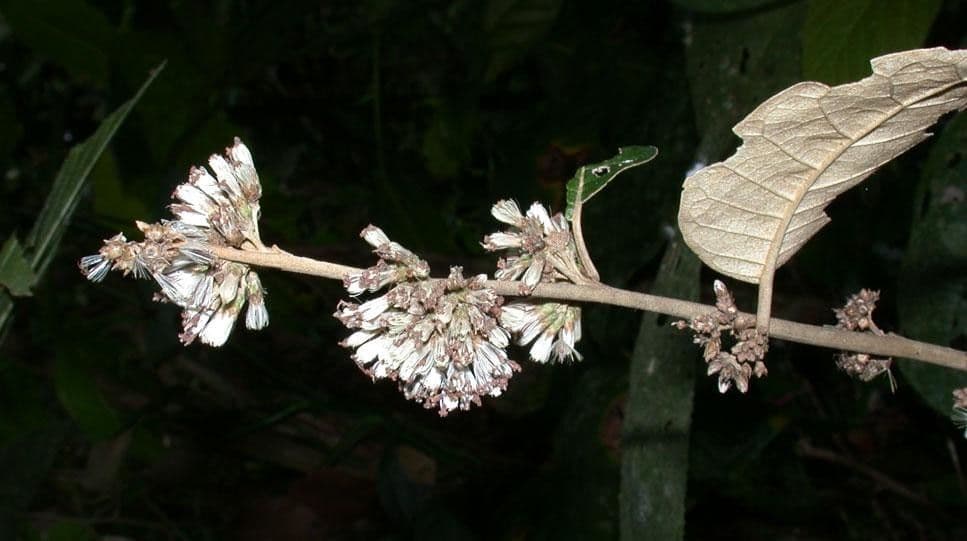 Piptocarpha 20