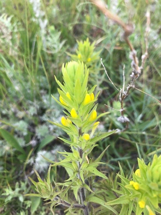 Gelbe Eulenblume 2