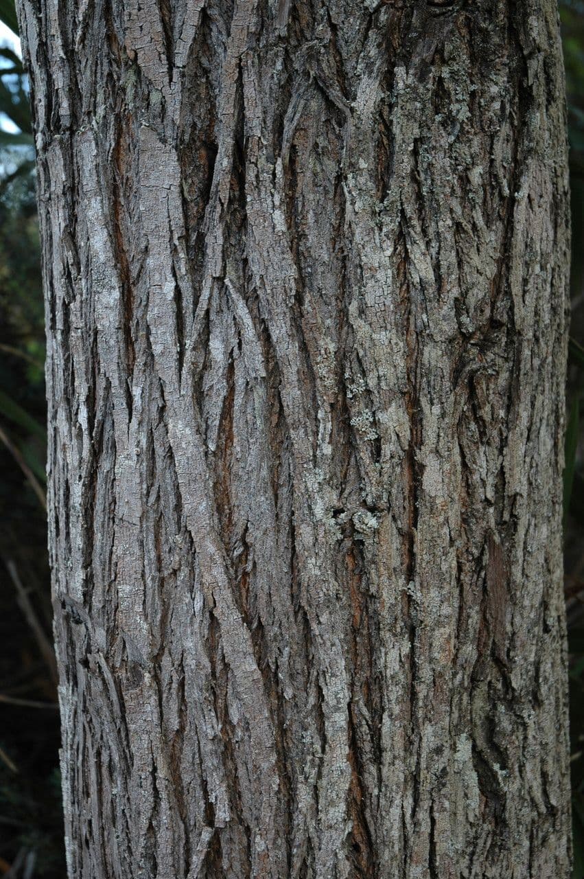 Acacia Koaoha 15