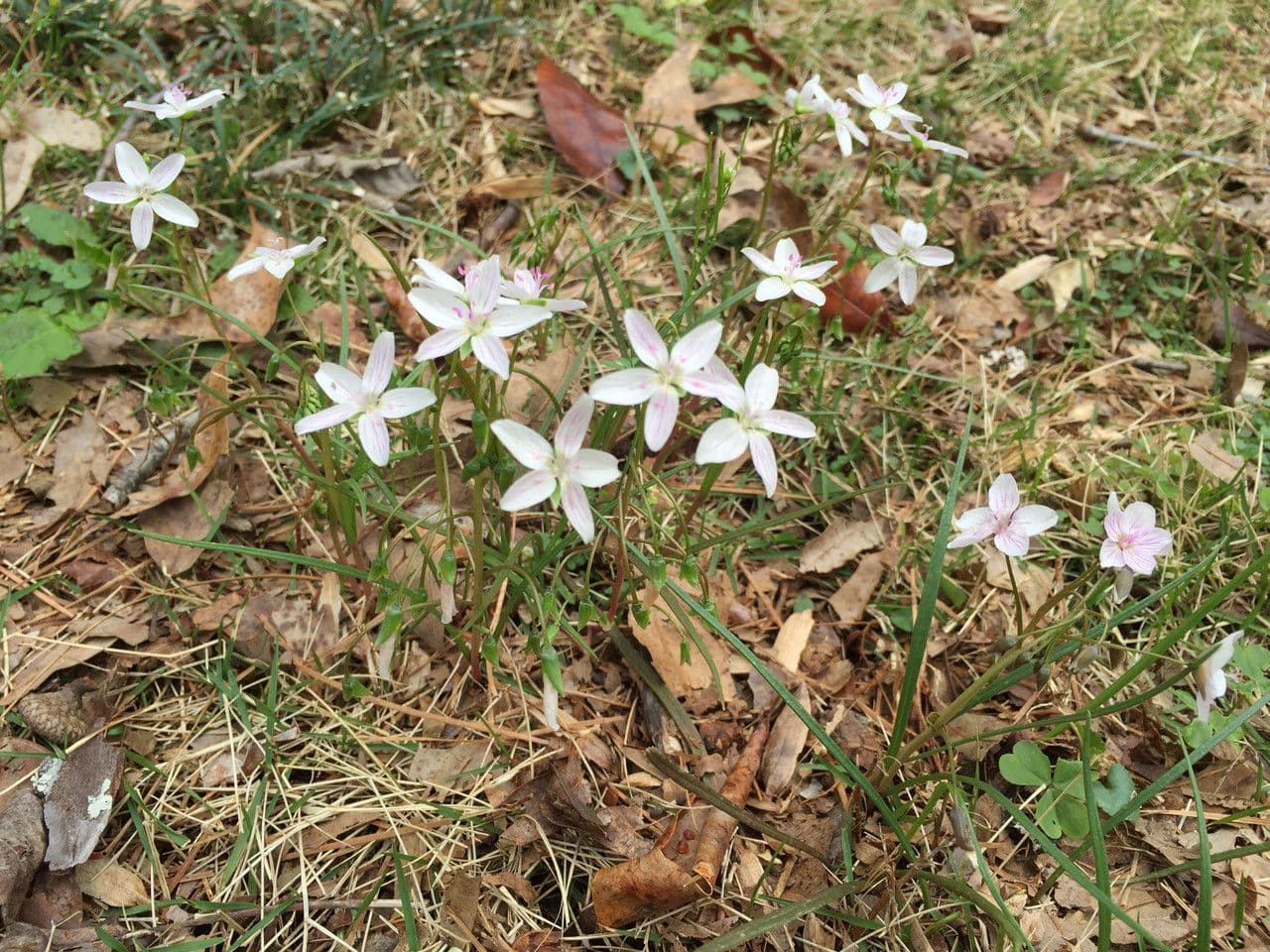 Claytonia 8