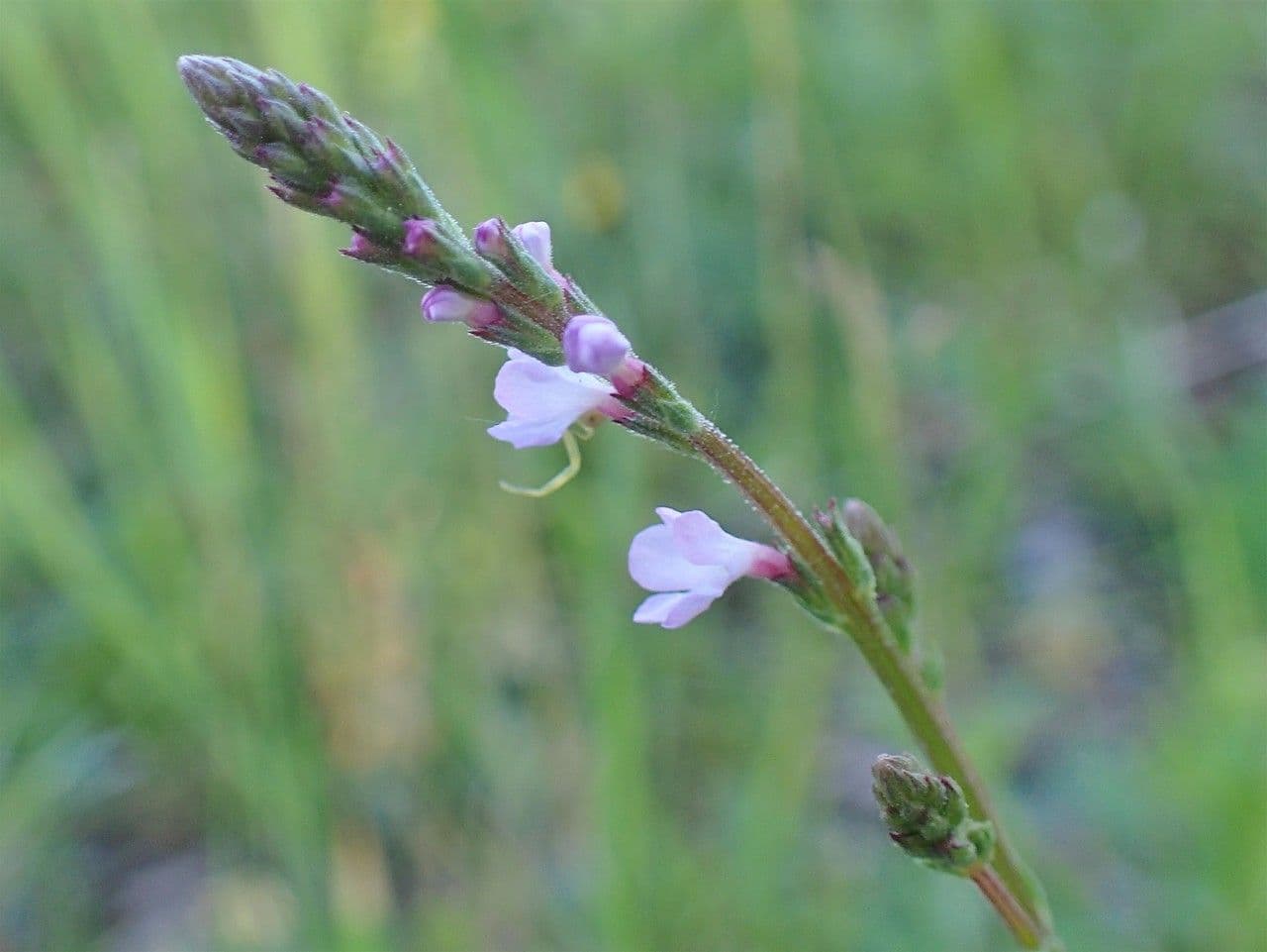 Verbena comune 14