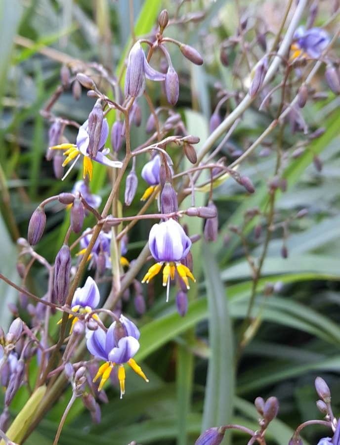Dianella tasmanská 5