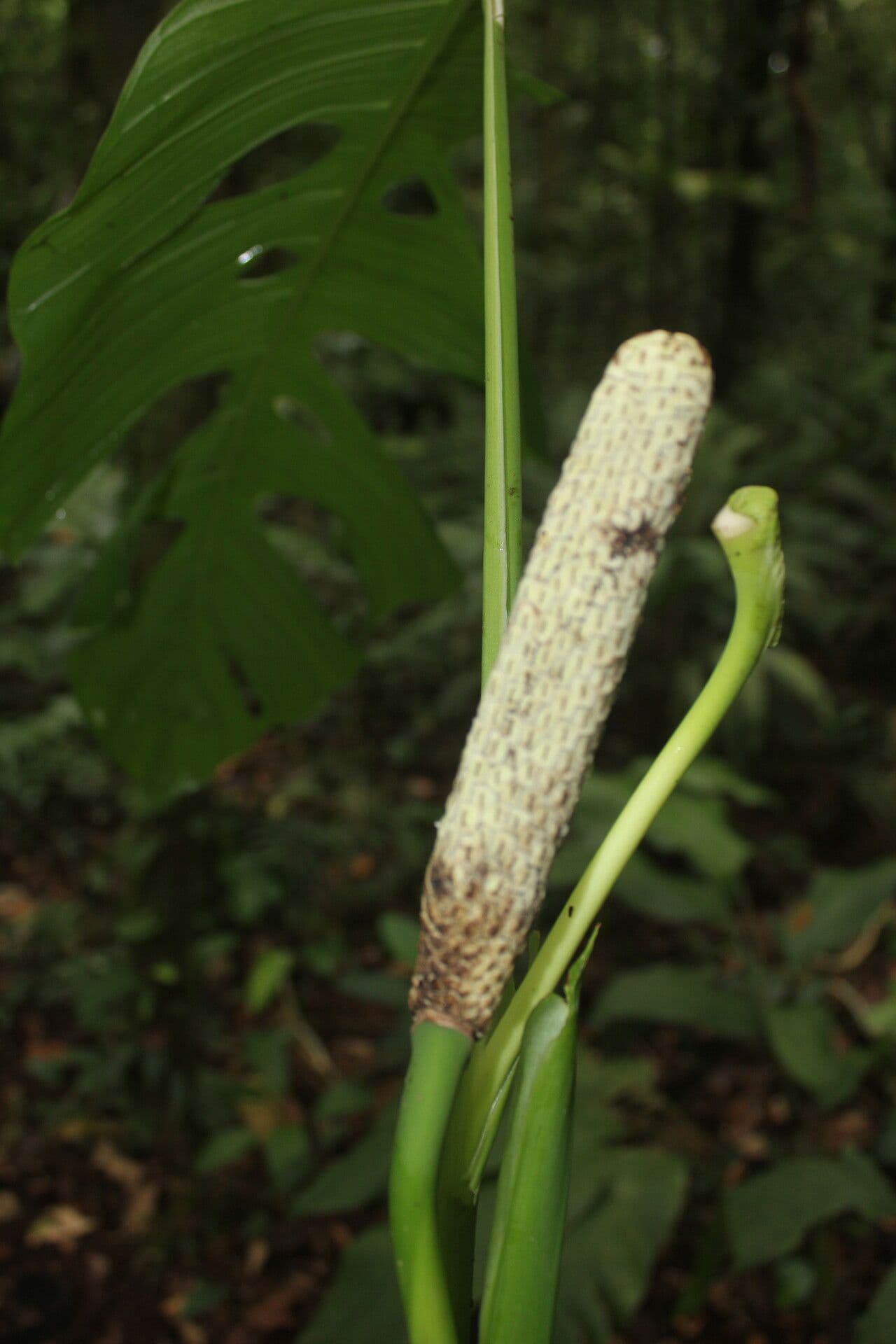 Berg-Monstera 12