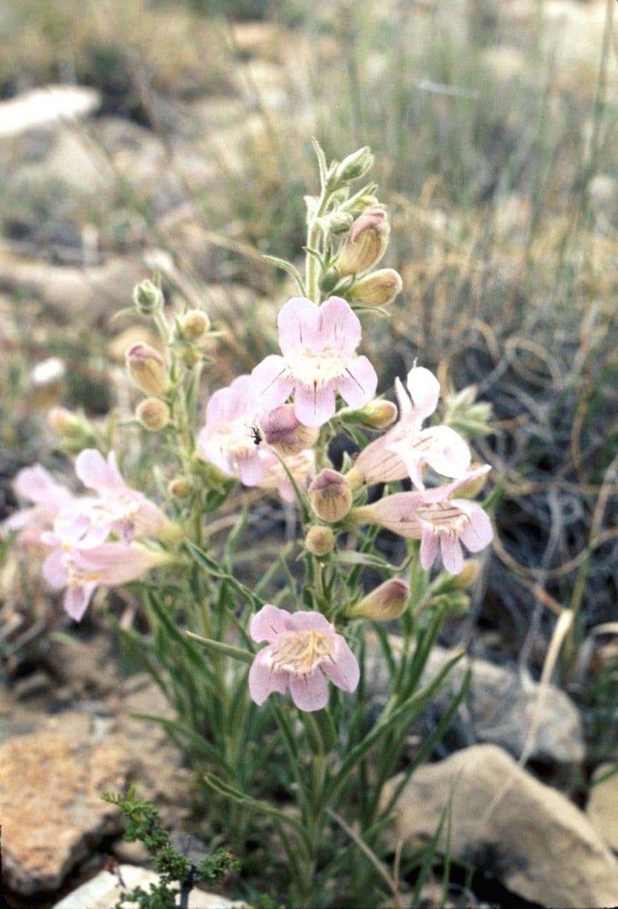 Penstemon 8
