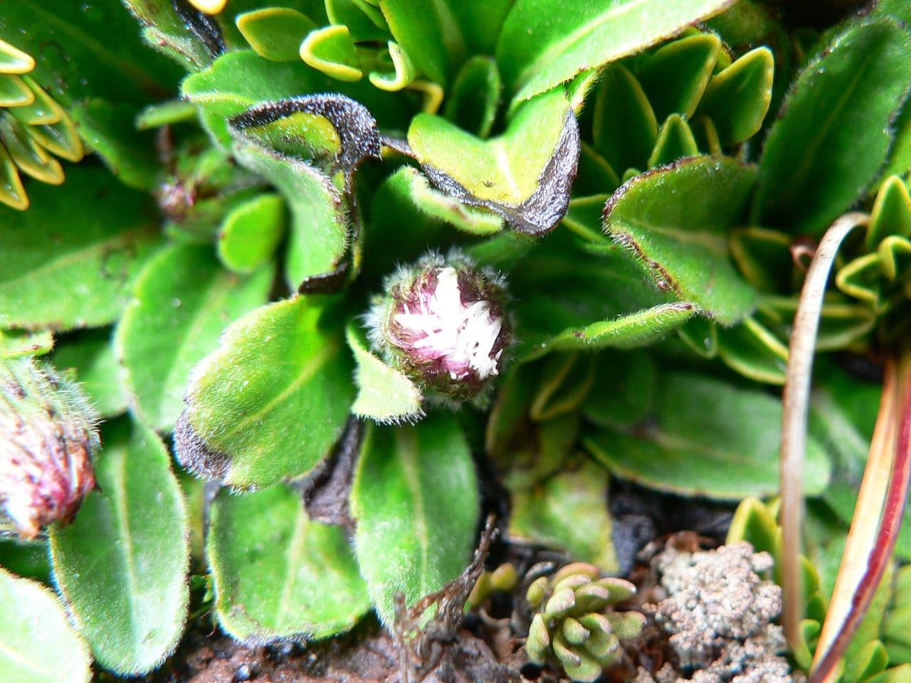 Erigeron 12