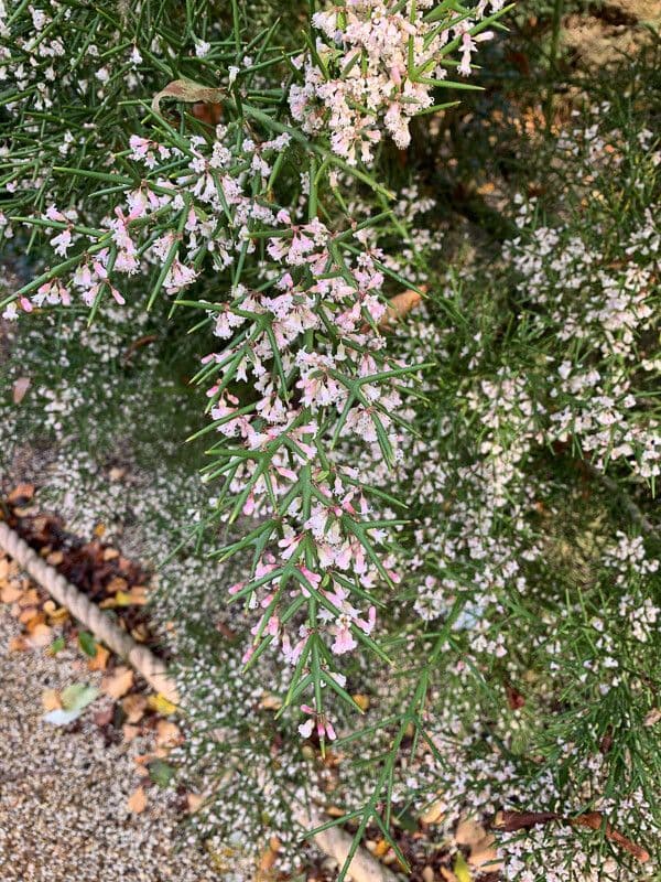 Colletia 13