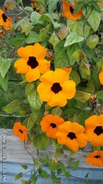 Geflügelte Klauenwinde 30