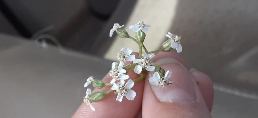 Verbesina microptera 4