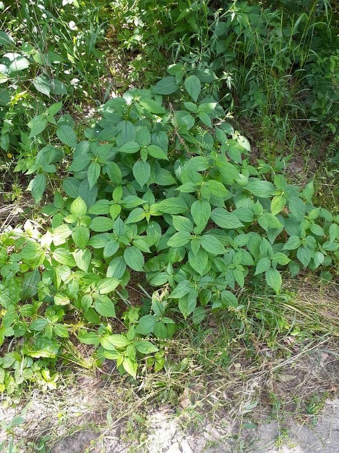 Boechmeria 12