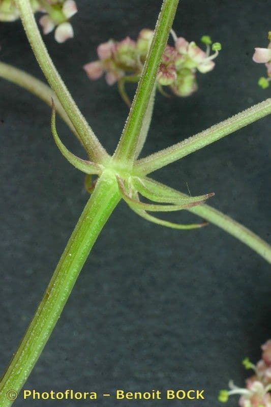Oenante 22