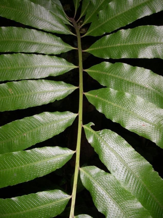 Thelypteris 5