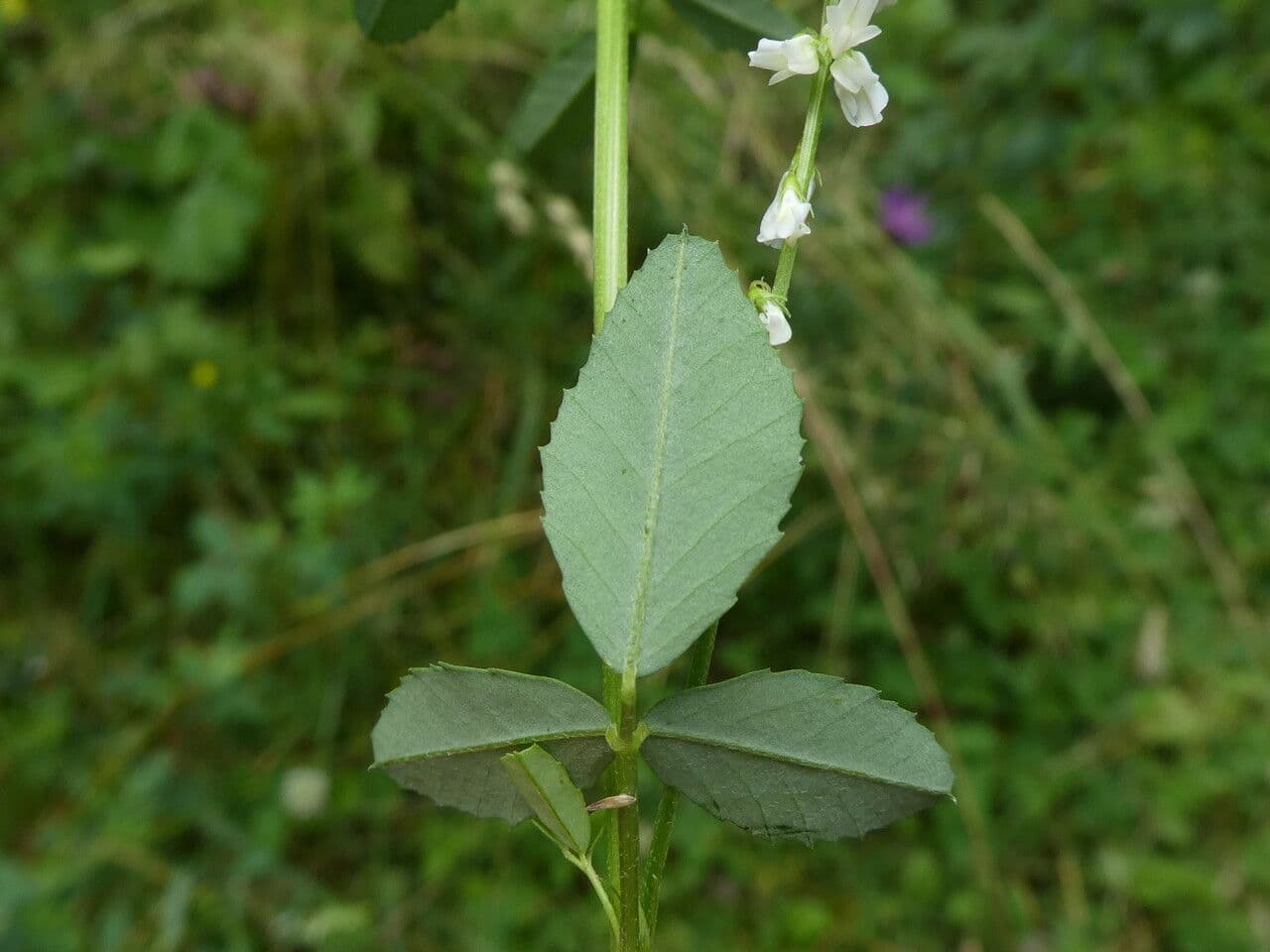 Weißer Steinklee 17