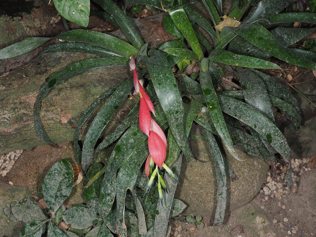 Billbergia pendula 10