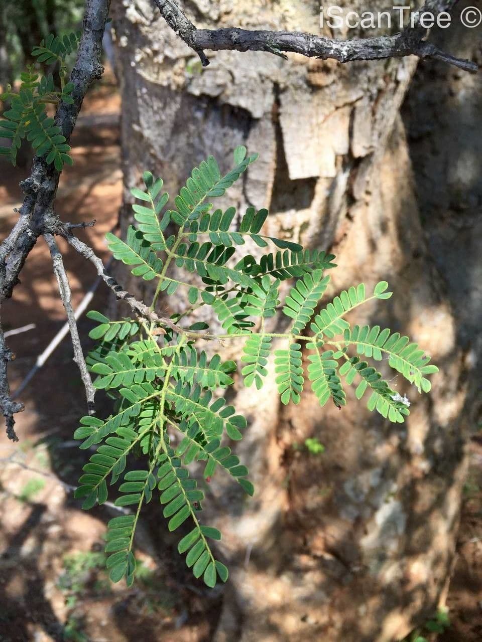 Albizia 7