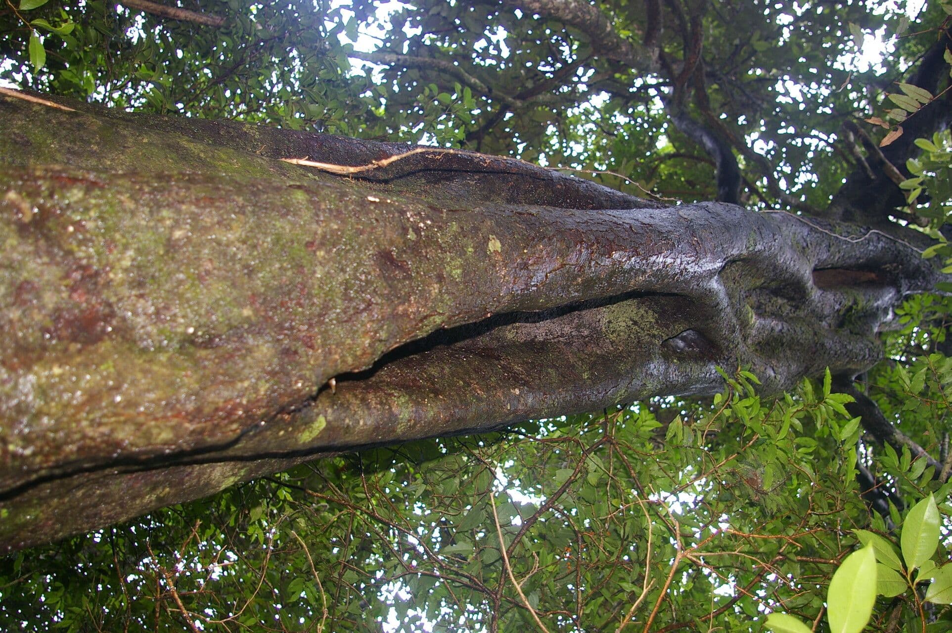Symplococarpon 9